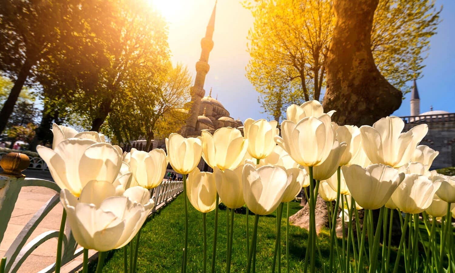 Фестивал на лалето в Истанбул
